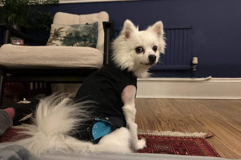 Yuki, the dog who was attacked in Risca Road, Newport, by another dog.